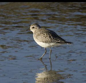 Grey Plover 
&copy; Dominique Marques