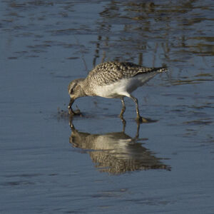 Grey Plover 
&copy; Dominique Marques