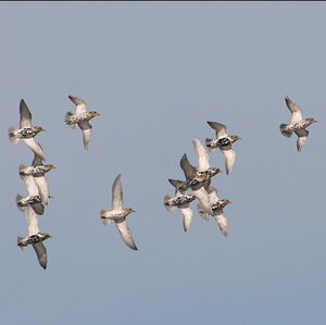 European Golden Plover