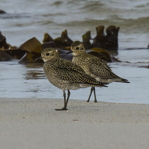 European Golden Plover 
&copy; Dominique Marques