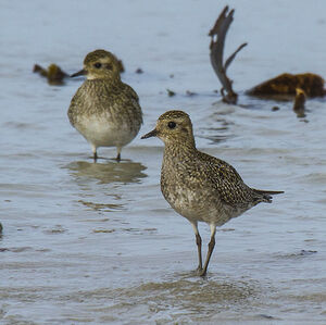 European Golden Plover 
&copy; Dominique Marques