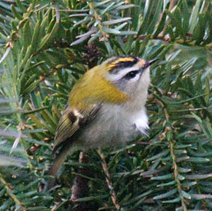 Common Firecrest 
&copy; Dominique Marques