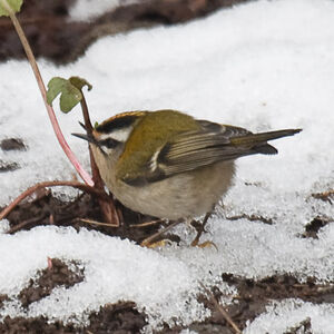 Common Firecrest 
&copy; Dominique Marques