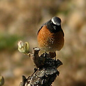 Common Redstart