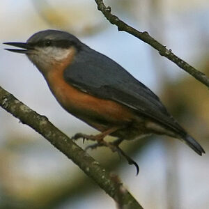 Eurasian Nuthatch
