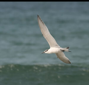Sandwich Tern