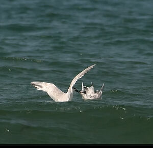 Sandwich Tern