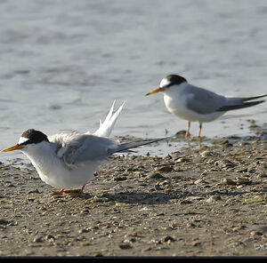 Little Tern