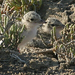 Little Tern