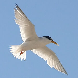 Little Tern