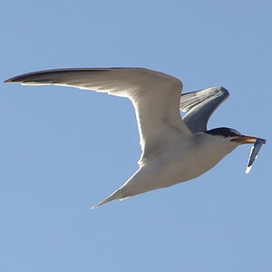 Little Tern