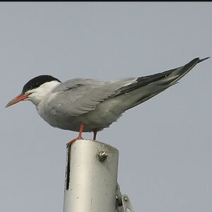 Common Tern 
&copy; Dominique Marques