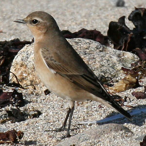 Northern Wheatear 
&copy; Dominique Marques