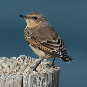 Northern Wheatear 
&copy; Dominique Marques