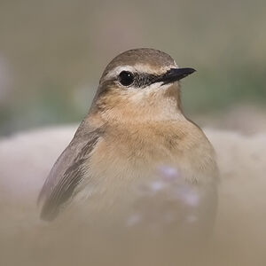 Northern Wheatear 
&copy; Dominique Marques