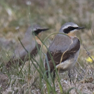 Northern Wheatear 
&copy; Dominique Marques