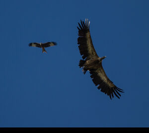 Griffon Vulture 
&copy; Dominique Marques