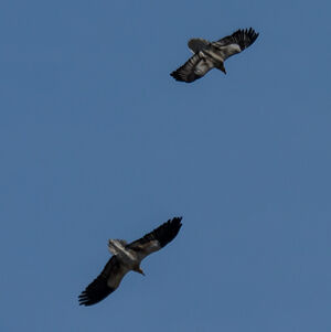 Egyptian Vulture 
&copy; Dominique Marques