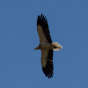 Egyptian Vulture 
&copy; Dominique Marques