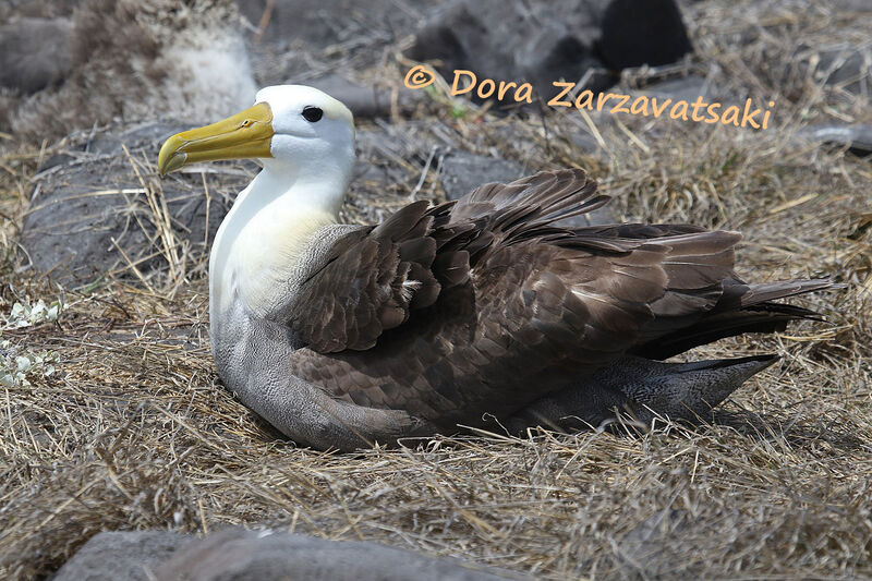 Waved Albatrossadult, identification