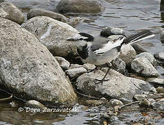 White Wagtail (lugens)