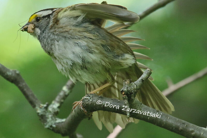 White-throated Sparrow, feeding habits
