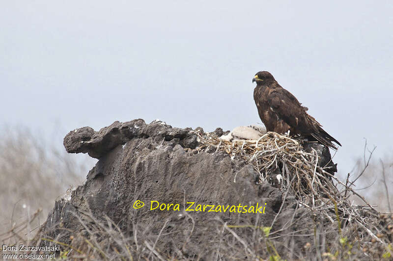 Galapagos Hawk, Reproduction-nesting