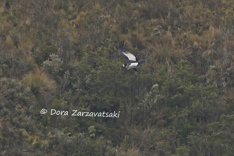 Andean Condoradult, Flight