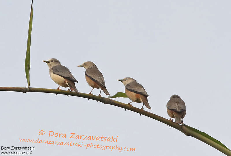 Chestnut-tailed Starling, Behaviour