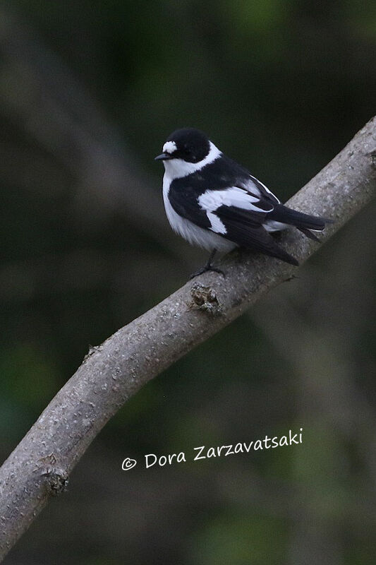 Collared Flycatcher female adult