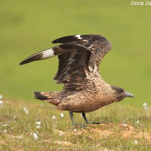 Great Skua 
&copy; Dora Zarzavatsaki