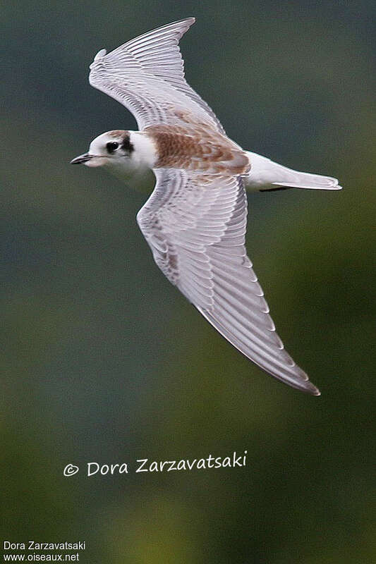 White-winged Ternjuvenile, identification, Flight