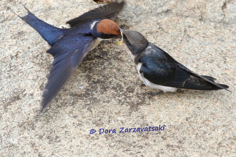 Wire-tailed Swallow, moulting, Reproduction-nesting