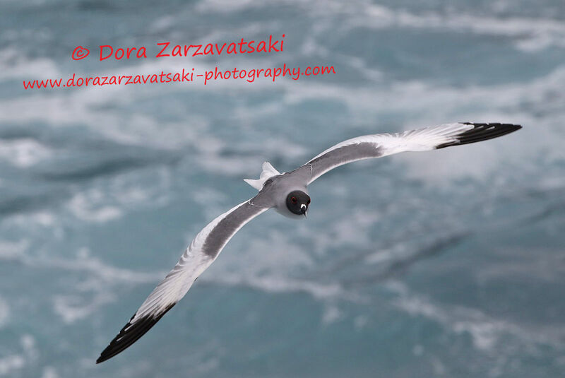 Swallow-tailed Gulladult, Flight