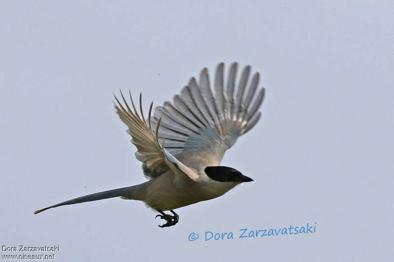 Azure-winged Magpie, Flight