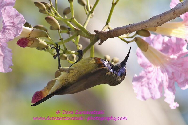 Olive-backed Sunbird male adult, identification