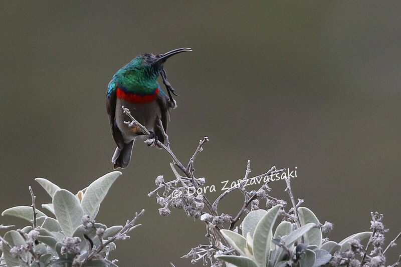 Southern Double-collared Sunbird male adult transition
