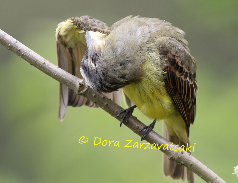 Golden-crowned Flycatcheradult, identification, care