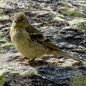 Citril Finch 
&copy; Edith Tempez