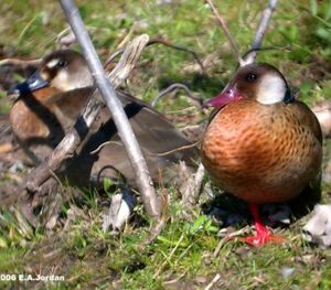 Canard amazonette