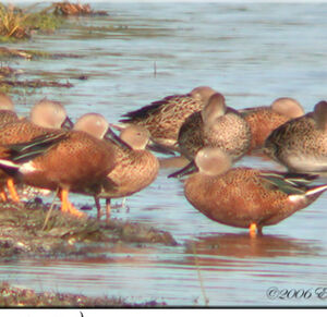 Canard spatule