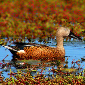 Canard spatule