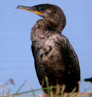 Neotropic Cormorant