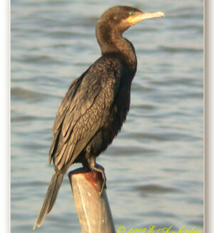 Neotropic Cormorant