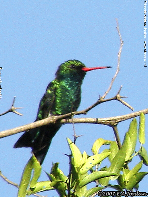 Glittering-bellied Emerald male adult