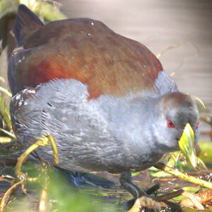 Gallinule � face noire