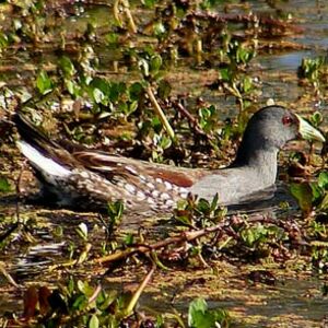 Gallinule � face noire