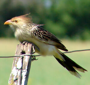 Guira Cuckoo