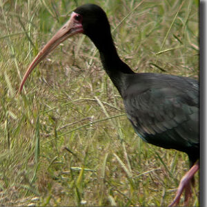 Ibis à face nue