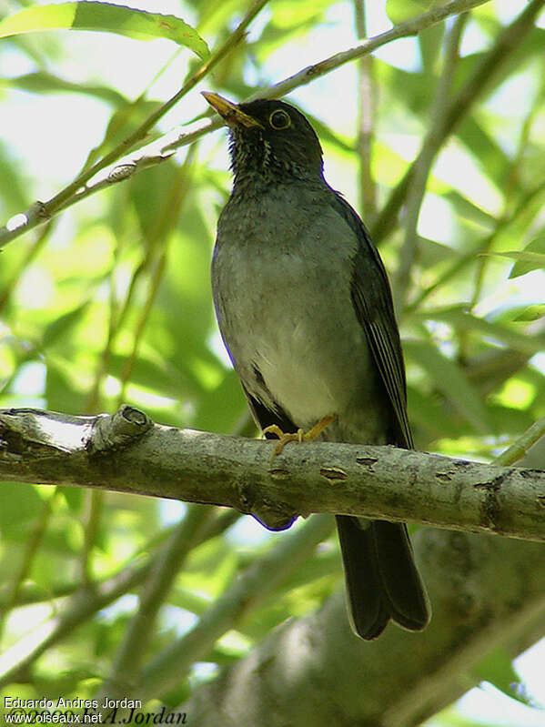 Andean Slaty Thrush male adult, close-up portrait